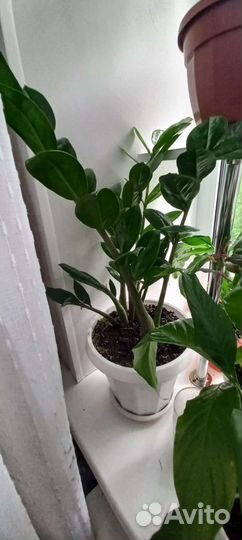 Комнатные растения