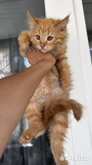 Рыжая кошечка в семью