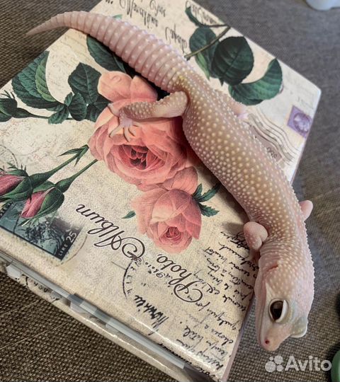 Эублефары Diablo Blanco, Blizzard