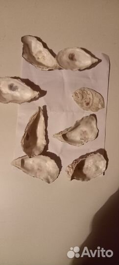 Ракушки морские перламутровые и поделки