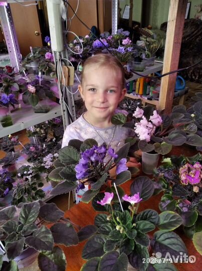 Детки фиалок