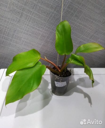 Монстера Адансони вар, Манки, строманта, филодендр