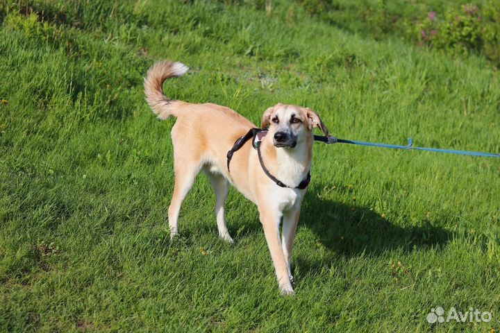 Щенок мальчик