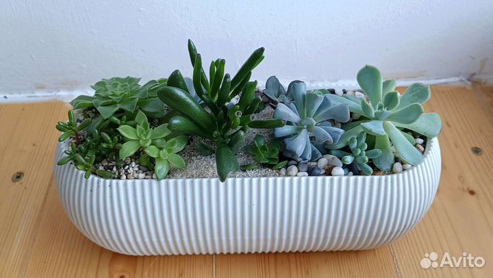 Суккуленты в кашпо