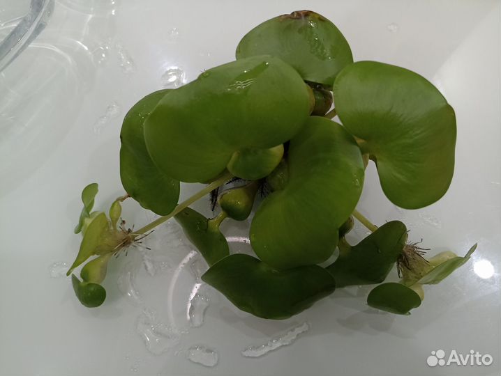 Водный гиацинт, эйхорния