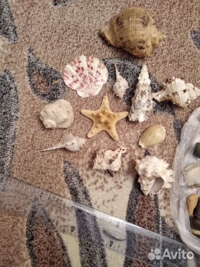 Морские ракушки и камешки