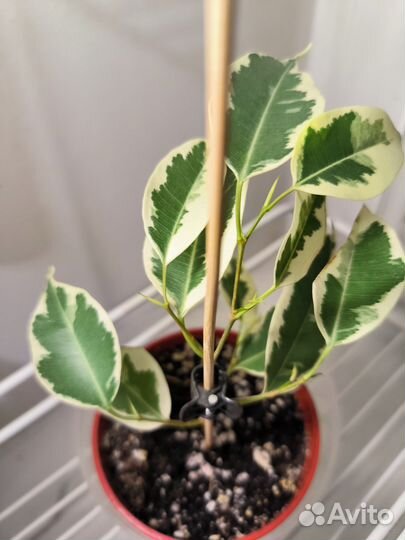 Фикус бенджамина пестролистный