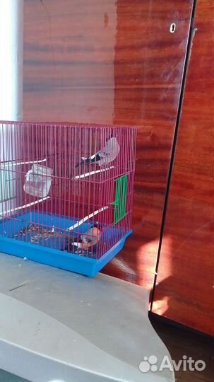 Певчие птицы