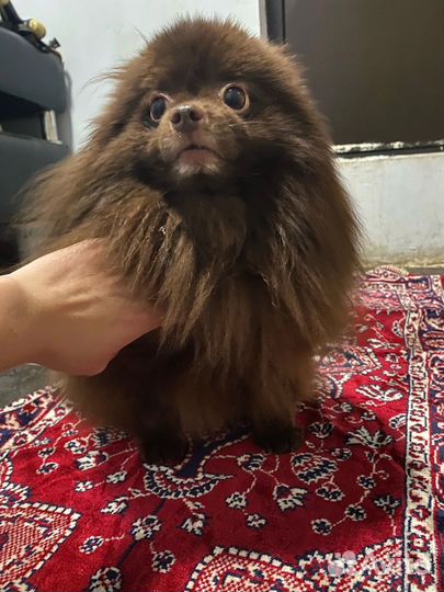 Шпиц опытный кобель для вязки, РКФ