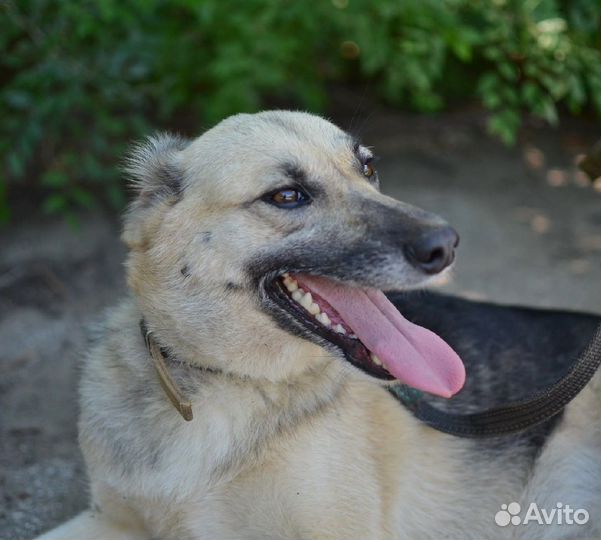 Собачка Дакота в добрые руки