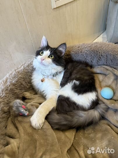 Томас ищет семью