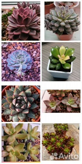 Суккуленты эхеверия, комнатные цветы, Часть 2