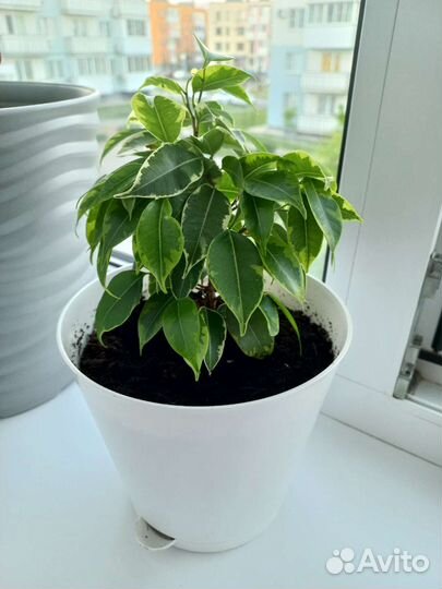 Фикус бенджамина