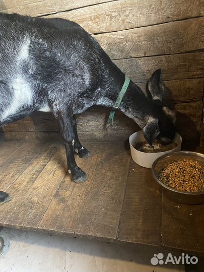 Козочки и козлики нубийские