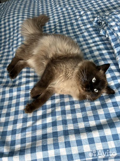 Котик на вязку