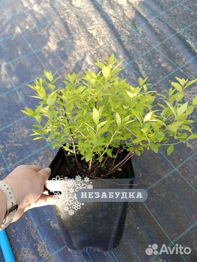 Спирея японская Merlo Star, Grefsgame и т.д