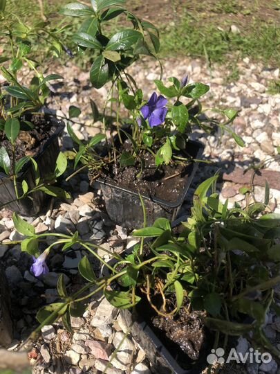 Барвинок деленки