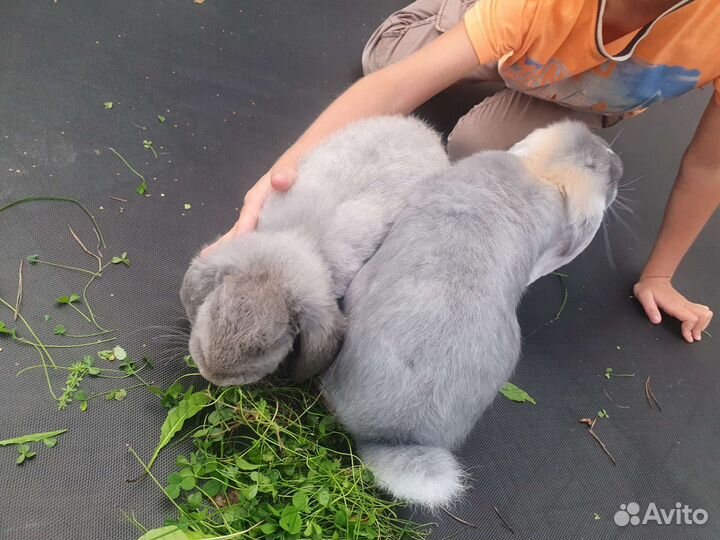 Кролики породы французский баран