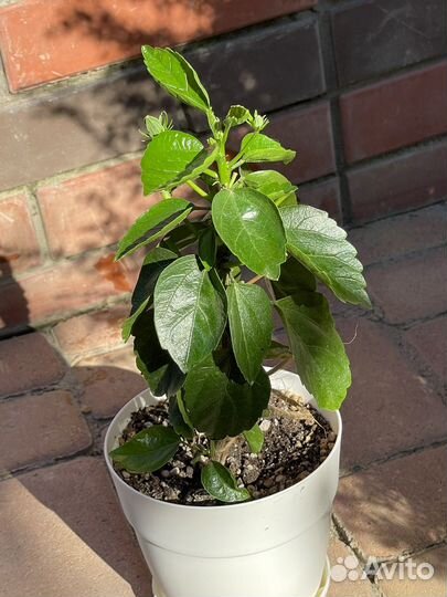 Комнатные растения