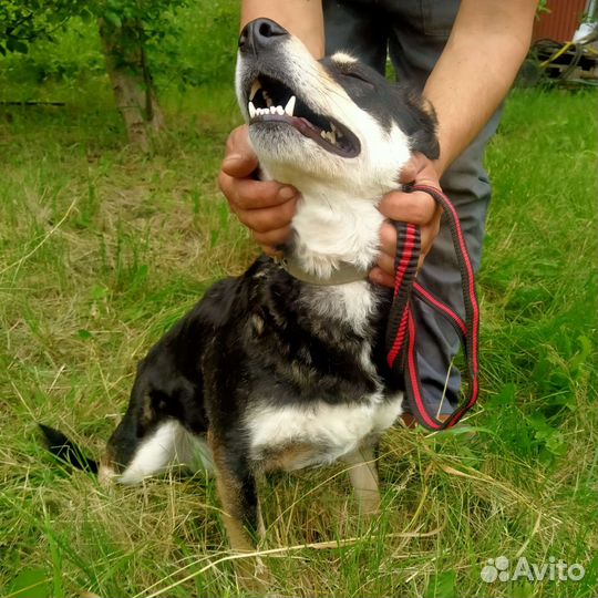 Чара в хорошие руки