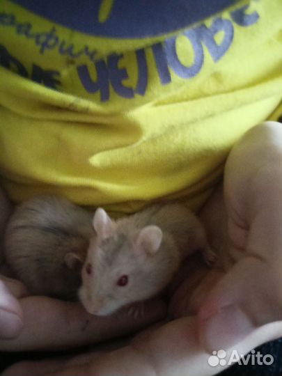 Джунгарский хомяк