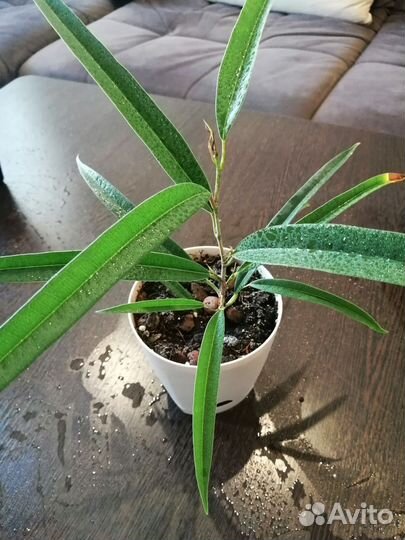 Сортовые фикусы