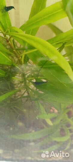 Аквариумные растения, креветки, мох