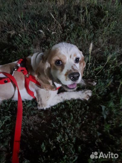 Вязка английский кокер спаниель