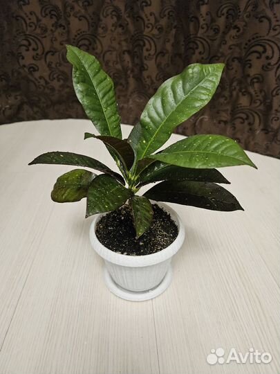 Кротон кодиеум Миссис Айстон