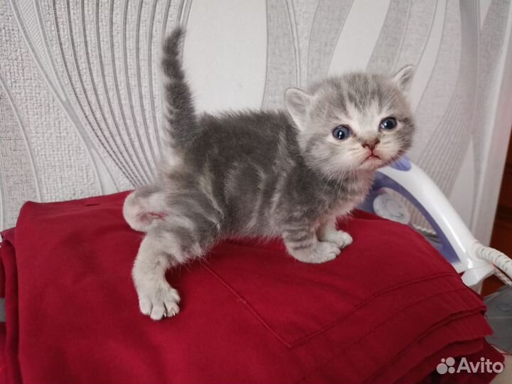 Шотландские котята