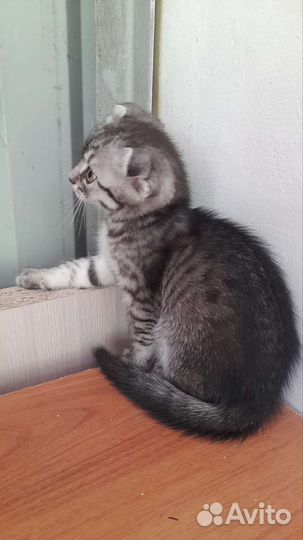 Котёнок вислоухий в любимцы