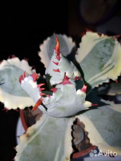 Агава кабутогани, Агава титанота, Агава потаторум