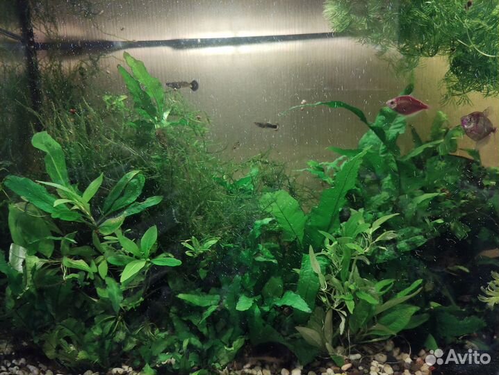 Аквариумные растения
