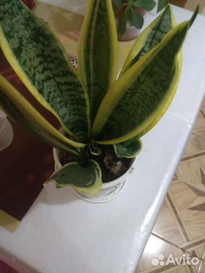 Сортовые фиалки, иные цветы