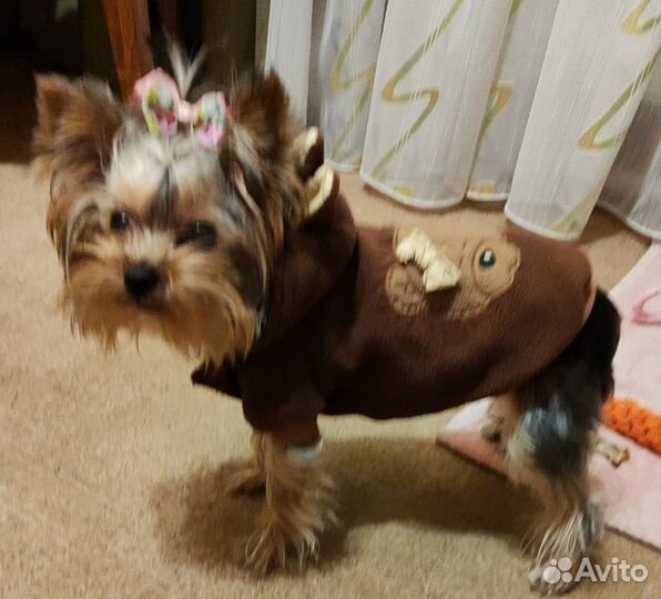 Одежда для собак мелких пород