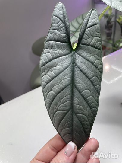 Алоказия ред грей