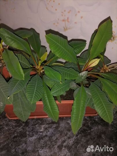 Фикус бенджамина