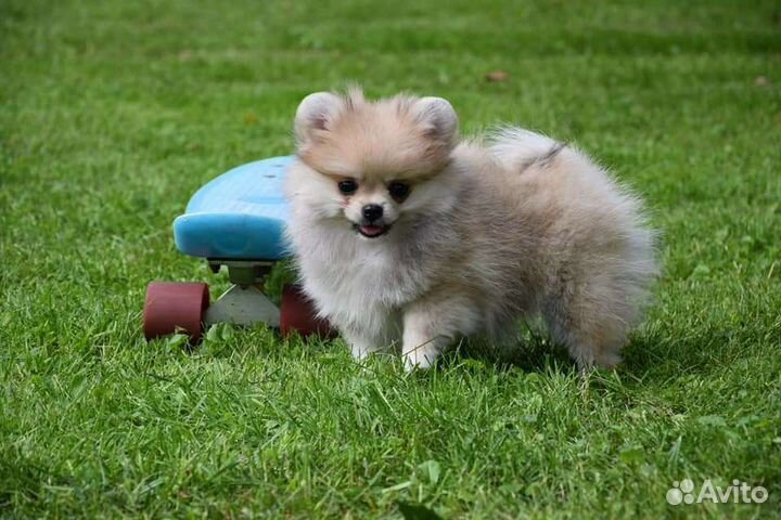 Мини шпиц мишки