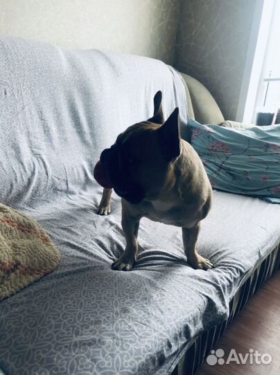 Французский бульдог кабель вязка