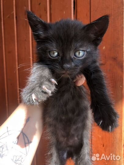 Котёнок даром