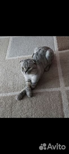 Котята шотландцы, вислоухие