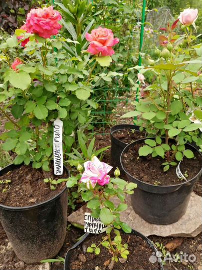 Розы Английские саженцы