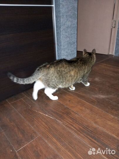 Передержка животных, котоняня, зооняня