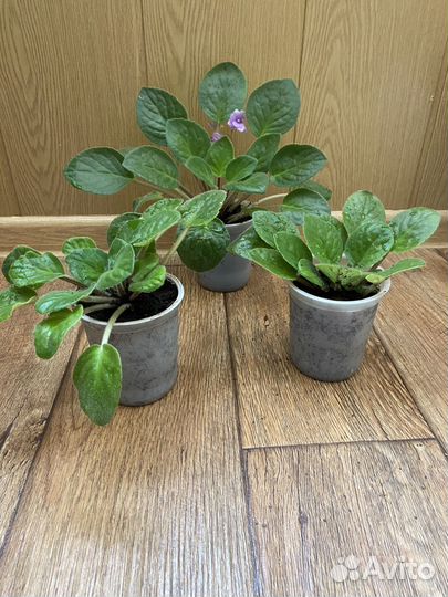 Сортовые фиалки