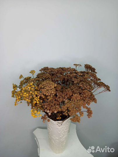 Сухоцвет танацетум / сухоцветы для дома