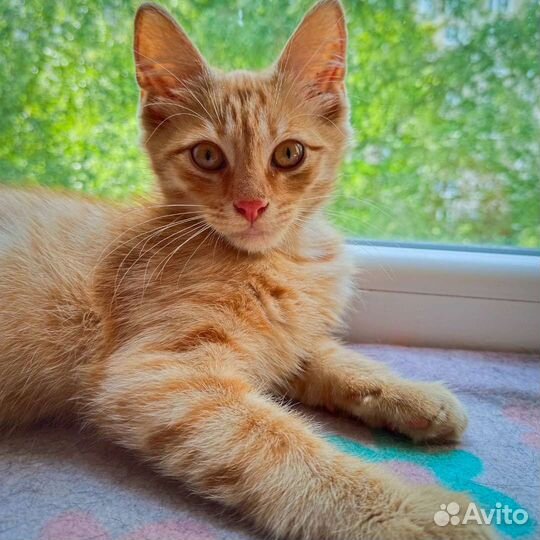 Рыжее чудо ищет своего человека