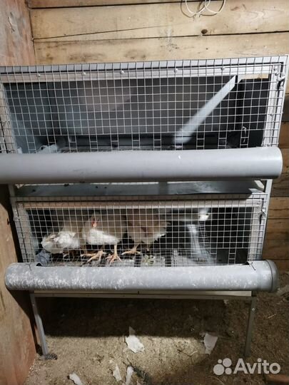 Клетки для кур бройлеров