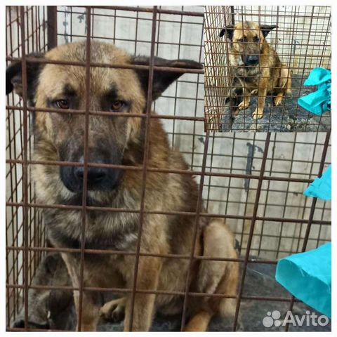 Собаки без помощи