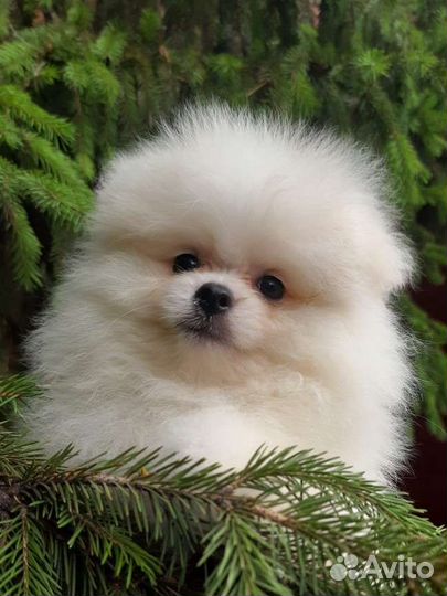 Померанские шпицы