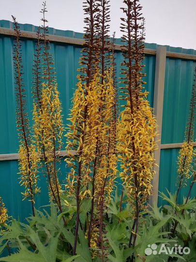 Цветы многолетние, растения